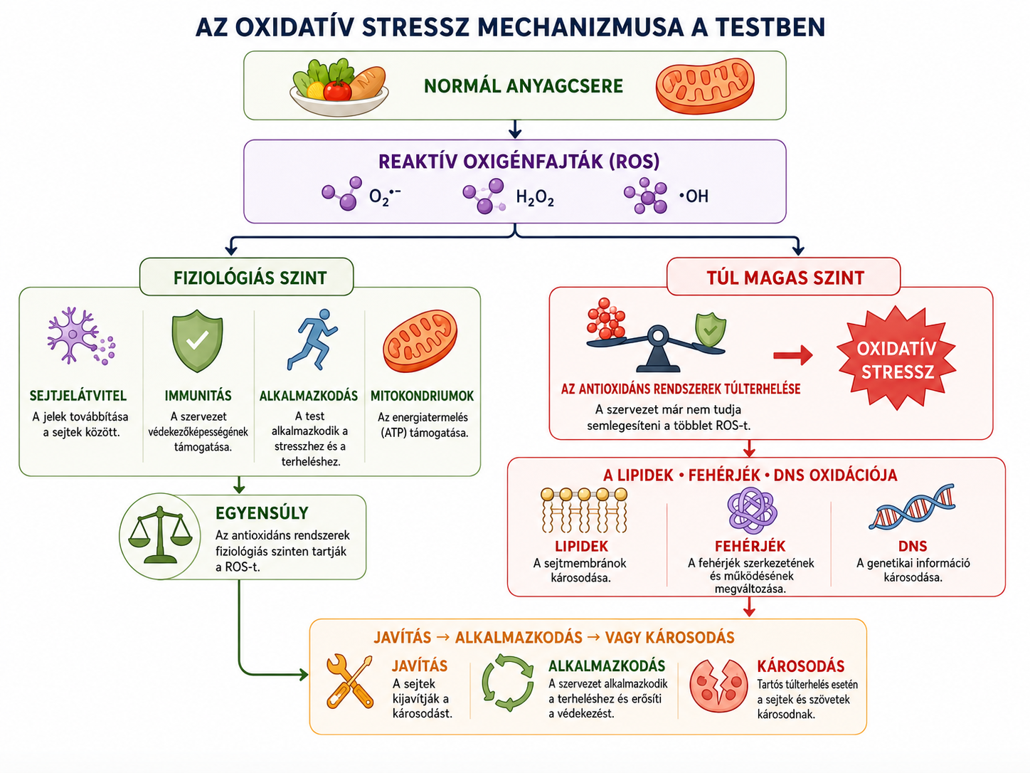 Az oxidatív stressz mechanizmusa